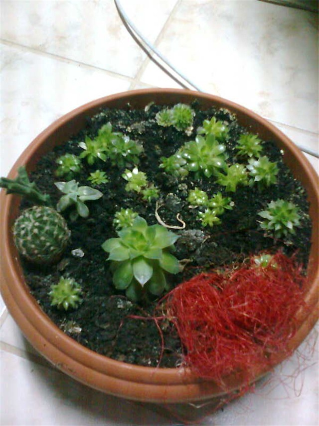 sukulenti